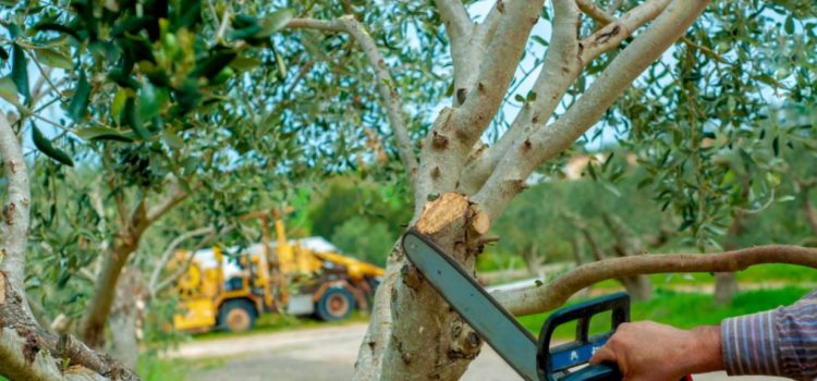 tree removal services in Northfield, MN